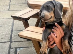 Dachshund (Smooth Haired)