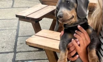 Dachshund (Smooth Haired)