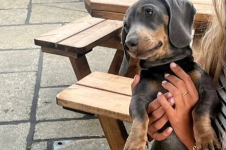 Dachshund (Smooth Haired)