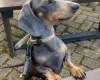 Dachshund (Smooth Haired)