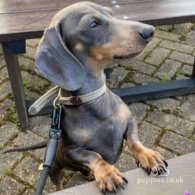 Dachshund (Standard & Miniature)