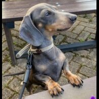 Dachshund (Smooth Haired)