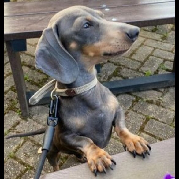 Dachshund (Smooth Haired)