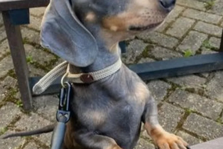 Dachshund (Smooth Haired)