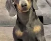 Dachshund (Smooth Haired)