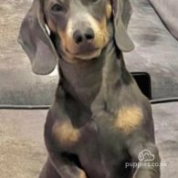 Dachshund (Standard & Miniature)