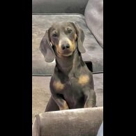 Dachshund (Smooth Haired)