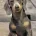 Dachshund (Smooth Haired)