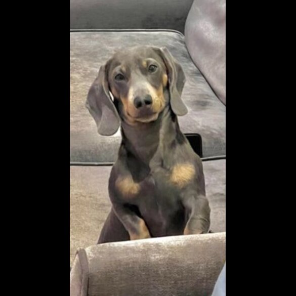 Dachshund (Smooth Haired)