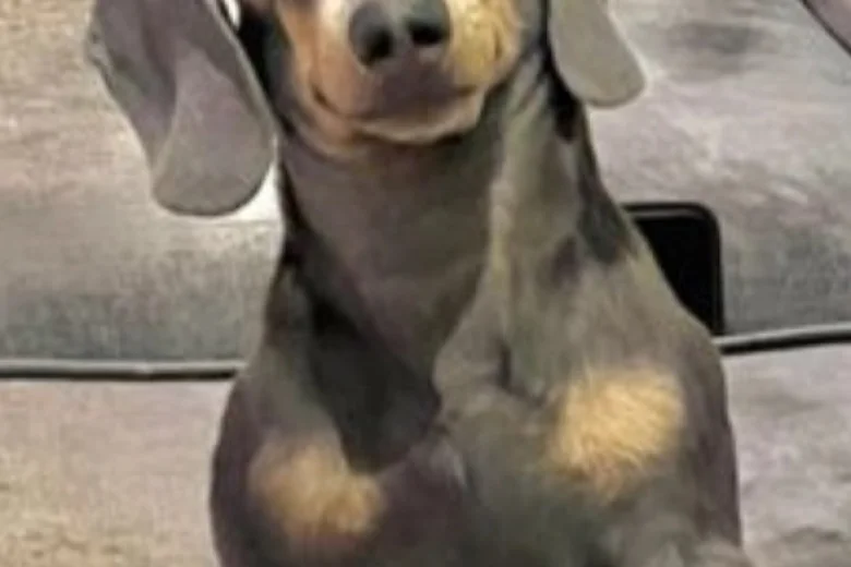 Dachshund (Smooth Haired)