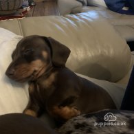 Dachshund (Standard & Miniature) - Bitches