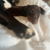 Dachshund (Standard & Miniature) - Bitches