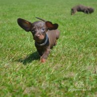 Dachshund (Standard & Miniature) - Both