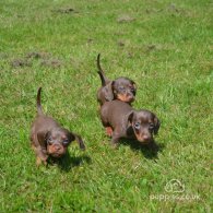 Dachshund (Standard & Miniature) - Both