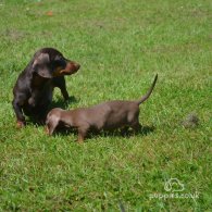 Dachshund (Standard & Miniature) - Both