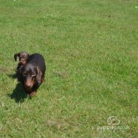 Dachshund (Standard & Miniature) - Both