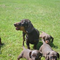 Dachshund (Standard & Miniature) - Both