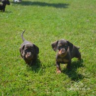 Dachshund (Standard & Miniature) - Both