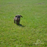 Dachshund (Standard & Miniature) - Both