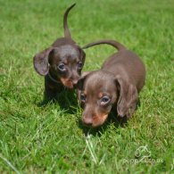 Dachshund (Standard & Miniature) - Both