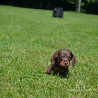 Dachshund (Standard & Miniature) - Both