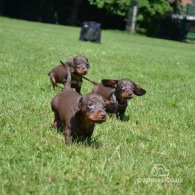 Dachshund (Standard & Miniature) - Both