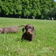 Dachshund (Standard & Miniature) - Both