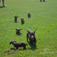 Dachshund (Standard & Miniature) - Both