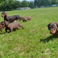 Dachshund (Standard & Miniature) - Both