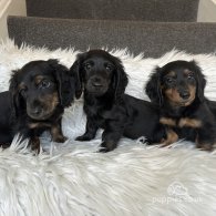 Dachshund (Standard & Miniature) - Both