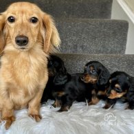 Dachshund (Standard & Miniature) - Both