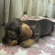 Dachshund (Standard & Miniature) - Bitches