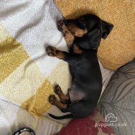 Dachshund (Standard & Miniature) - Both