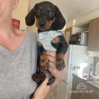 Dachshund (Standard & Miniature) - Both