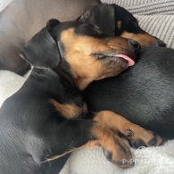 Dachshund (Standard & Miniature) - Both