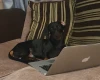 Dachshund (Smooth Haired)
