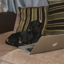 Dachshund (Smooth Haired)