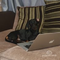 Dachshund (Standard & Miniature)