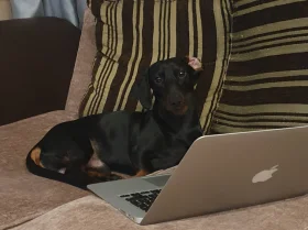 Dachshund (Smooth Haired)