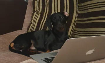 Dachshund (Smooth Haired)