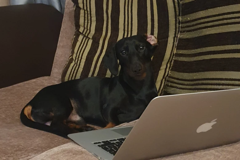 Dachshund (Smooth Haired)