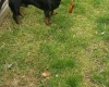 Dachshund (Smooth Haired)