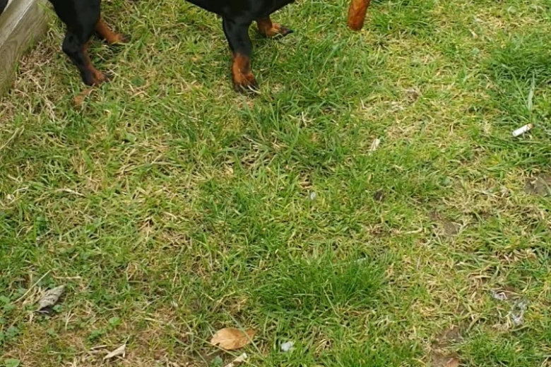 Dachshund (Smooth Haired)
