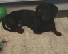 Dachshund (Smooth Haired)