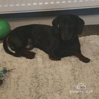 Dachshund (Standard & Miniature)