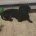 Dachshund (Smooth Haired)