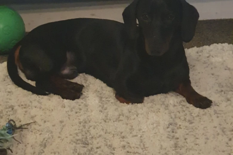 Dachshund (Smooth Haired)