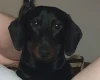 Dachshund (Smooth Haired)