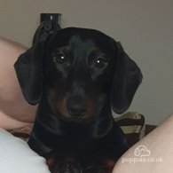 Dachshund (Standard & Miniature)