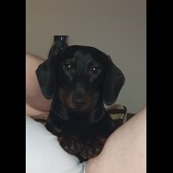 Dachshund (Standard &amp; Miniature)